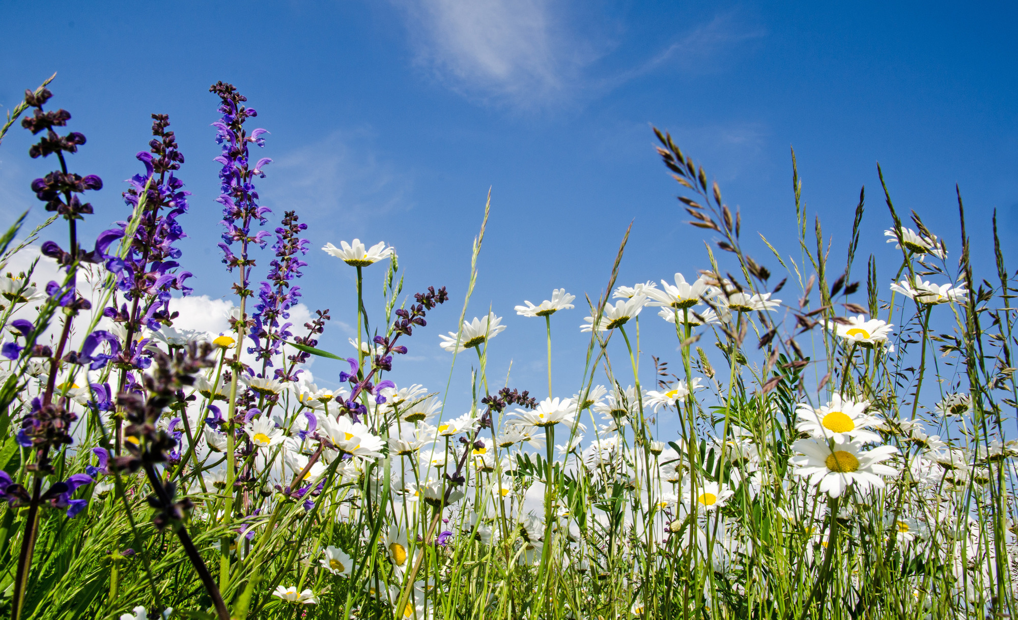 Blumenwiese mit weißen Margeriten, violetten Blüten, grünem Gras und blauem Himmel mit Schleierwolken.