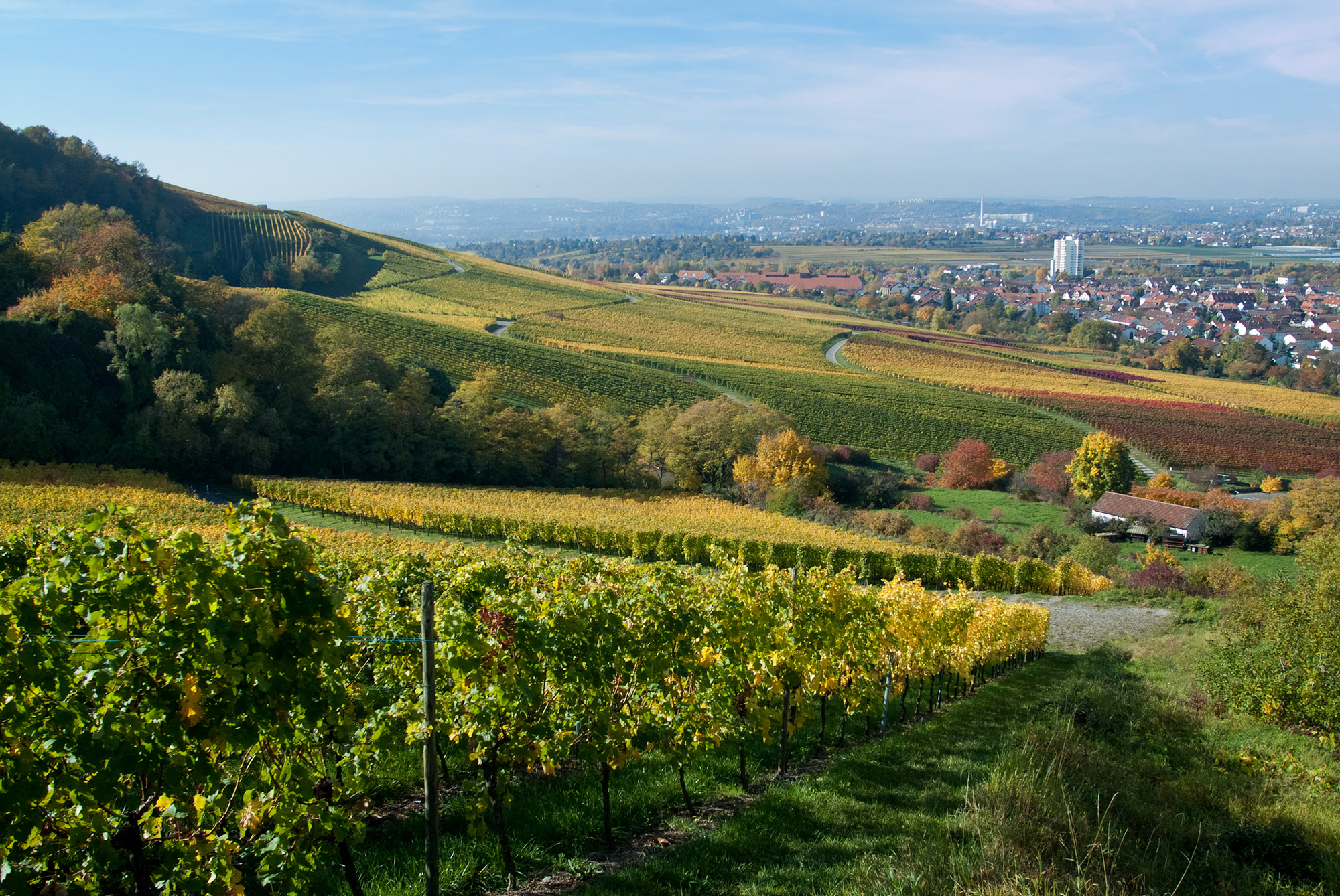 Weinberge in Fellbach mit sanften Hügeln, Rebenreihen, Bäumen und Blick auf eine ferne Stadt unter leicht bewölktem Himmel.