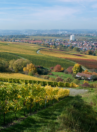 Weinberge Fellbach